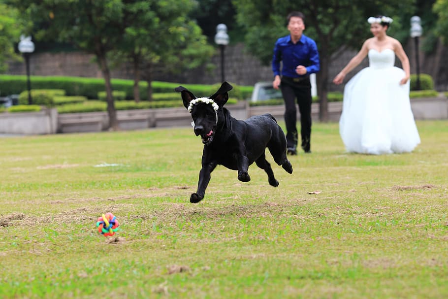 Black lab running at wedding